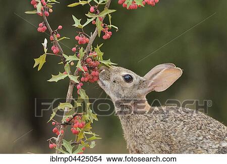Eastern Cottontail (Sylvilagus floridanus), adult feeding on Three-leaf Oregon-grape or Agarito berries (Berberis trifoliolata), South Texas, Texas, USA, North America View Large Photo Image Picture - Eastern Cottontail (Sylvilagus floridanus), adult feeding on Three-leaf Oregon-grape or Agarito berries (Berberis trifoliolata), South Texas, Texas, USA, North America. Fotosearch