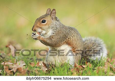 Eastern gray squirrel (Sciurus carolinensis), England, Great Britain View Large Photo Image Picture - Eastern gray squirrel (Sciurus carolinensis), England, Great Britain. Fotosearch