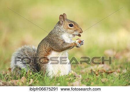 Eastern gray squirrel (Sciurus carolinensis), England, Great Britain View Large Photo Image Stock Image - Eastern gray squirrel (Sciurus carolinensis), England, Great Britain. Fotosearch