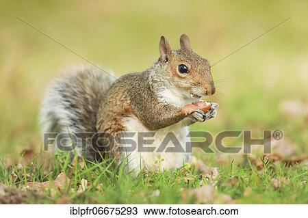 Eastern gray squirrel (Sciurus carolinensis), England, Great Britain View Large Photo Image Stock Image - Eastern gray squirrel (Sciurus carolinensis), England, Great Britain. Fotosearch