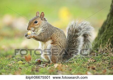 Eastern gray squirrel (Sciurus carolinensis), England, Great Britain View Large Photo Image Stock Image - Eastern gray squirrel (Sciurus carolinensis), England, Great Britain. Fotosearch
