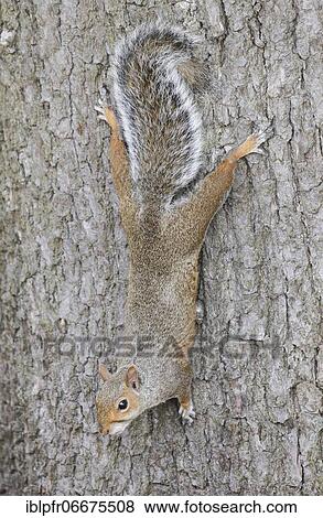 Eastern gray squirrel (Sciurus carolinensis), England, Great Britain View Large Photo Image Stock Photo - Eastern gray squirrel (Sciurus carolinensis), England, Great Britain. Fotosearch