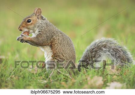 Eastern gray squirrel (Sciurus carolinensis), England, Great Britain View Large Photo Image Stock Photography - Eastern gray squirrel (Sciurus carolinensis), England, Great Britain. Fotosearch