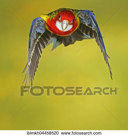 Eastern rosella (Platycercus eximius) in flight, captive, Germany, Europe View Large Photo Image Stock Image - Eastern rosella (Platycercus eximius) in flight, captive, Germany, Europe. Fotosearch