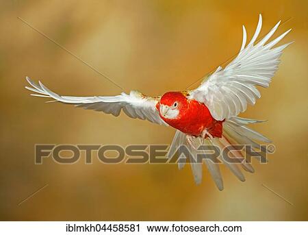 Eastern rosella (Platycercus eximius) in flight, captive, Germany, Europe View Large Photo Image Stock Image - Eastern rosella (Platycercus eximius) in flight, captive, Germany, Europe. Fotosearch