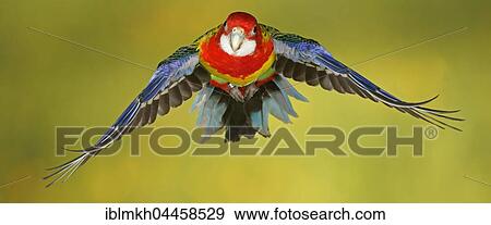Eastern rosella (Platycercus eximius) in flight, captive, Germany, Europe View Large Photo Image Stock Photo - Eastern rosella (Platycercus eximius) in flight, captive, Germany, Europe. Fotosearch