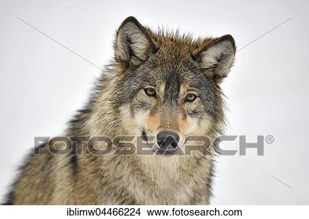 Eastern wolf (Canis lupus lycaon) in snow, captive, portrait, Baden-Württemberg, Germany, Europe View Large Photo Image Picture - Eastern wolf (Canis lupus lycaon) in snow, captive, portrait, Baden-Württemberg, Germany, Europe. Fotosearch