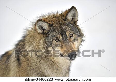 Eastern wolf (Canis lupus lycaon) in snow, captive, portrait, Baden-Württemberg, Germany, Europe View Large Photo Image Stock Image - Eastern wolf (Canis lupus lycaon) in snow, captive, portrait, Baden-Württemberg, Germany, Europe. Fotosearch
