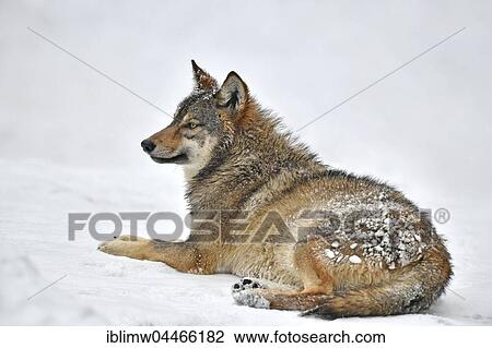 Eastern wolf (Canis lupus lycaon) lying in snow, captive, Baden-Württemberg, Germany, Europe View Large Photo Image Stock Image - Eastern wolf (Canis lupus lycaon) lying in snow, captive, Baden-Württemberg, Germany, Europe. Fotosearch