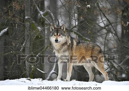 Eastern wolf (Canis lupus lycaon), leader in snow, captive, Baden-Württemberg, Germany, Europe View Large Photo Image Stock Image - Eastern wolf (Canis lupus lycaon), leader in snow, captive, Baden-Württemberg, Germany, Europe. Fotosearch