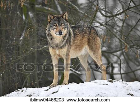 Eastern wolf (Canis lupus lycaon), leader in snow, captive, Baden-Württemberg, Germany, Europe View Large Photo Image Stock Image - Eastern wolf (Canis lupus lycaon), leader in snow, captive, Baden-Württemberg, Germany, Europe. Fotosearch