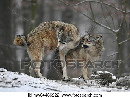 Eastern wolves (Canis lupus lycaon) in snow, lower ranking wolf being rebuked, captive, Baden-Württemberg, Germany, Europe View Large Photo Image Stock Image - Eastern wolves (Canis lupus lycaon) in snow, lower ranking wolf being rebuked, captive, Baden-Württemberg, Germany, Europe. Fotosearch