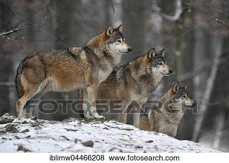 Eastern wolves (Canis lupus lycaon) in snow, captive, Baden-Württemberg, Germany, Europe View Large Photo Image Stock Photo - Eastern wolves (Canis lupus lycaon) in snow, captive, Baden-Württemberg, Germany, Europe. Fotosearch