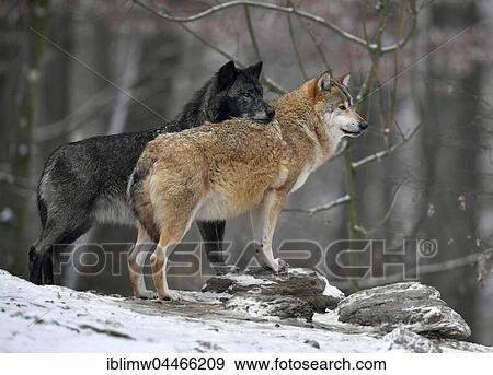 Eastern wolves (Canis lupus lycaon) in snow, captive, Baden-Württemberg, Germany, Contact, Europe View Large Photo Image Stock Photo - Eastern wolves (Canis lupus lycaon) in snow, captive, Baden-Württemberg, Germany, Contact, Europe. Fotosearch