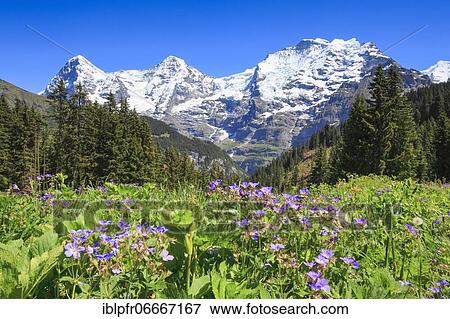 Eiger, 3970 m, Mönch, 4107 m, Jungfrau, 4158 m, Bernese Oberland, Switzerland, Europe View Large Photo Image Stock Photo - Eiger, 3970 m, Mönch, 4107 m, Jungfrau, 4158 m, Bernese Oberland, Switzerland, Europe. Fotosearch