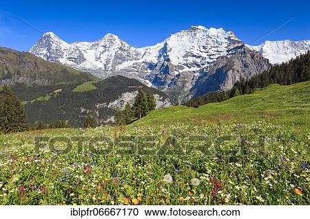 Eiger, 3970 (m), Mönch, 4107 m, Jungfrau, 4158 m, Bernese Oberland, Switzerland, Europe View Large Photo Image Stock Image - Eiger, 3970 (m), Mönch, 4107 m, Jungfrau, 4158 m, Bernese Oberland, Switzerland, Europe. Fotosearch