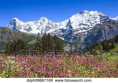 Eiger, 3970 (m), Mönch, 4107 m, Jungfrau, 4158 m, Bernese Oberland, Switzerland, Europe View Large Photo Image Stock Photo - Eiger, 3970 (m), Mönch, 4107 m, Jungfrau, 4158 m, Bernese Oberland, Switzerland, Europe. Fotosearch
