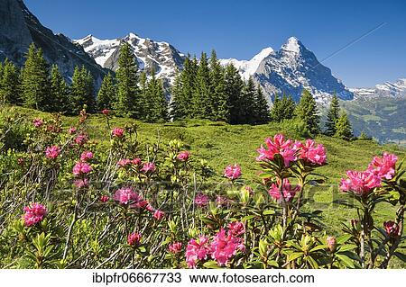 Eiger and Mönch, view Chalberboden, Bern, Switzerland, Europe View Large Photo Image Stock Image - Eiger and Mönch, view Chalberboden, Bern, Switzerland, Europe. Fotosearch