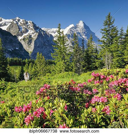 Stock Photo - Eiger and Mönch, view Chalberboden, Bern, Switzerland, Europe. Fotosearch