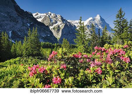 Stock Photo - Eiger and Mönch, view Chalberboden, Bern, Switzerland, Europe. Fotosearch