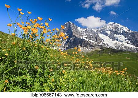 Stock Image - Eiger and Mönch with buttercup, Bernese Oberland, Switzerland, Europe. Fotosearch