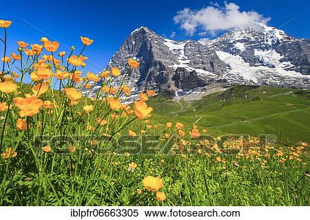 Stock Photography - Eiger and Mönch with buttercup, Bernese Oberland, Switzerland, Europe. Fotosearch