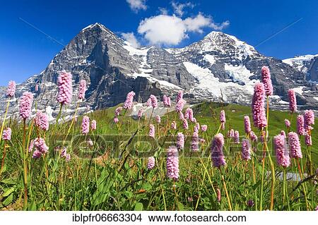 Eiger and Mönch with snake's knotweed, Bernese Oberland, Switzerland, Europe View Large Photo Image Picture - Eiger and Mönch with snake's knotweed, Bernese Oberland, Switzerland, Europe. Fotosearch