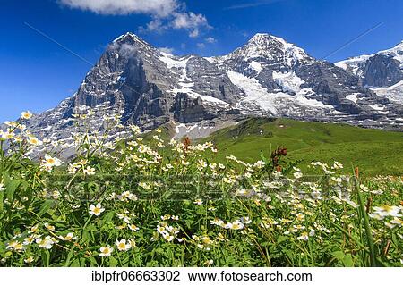 Stock Image - Eiger and Mönch with wolfsbane, Bernese Oberland, Switzerland, Europe. Fotosearch
