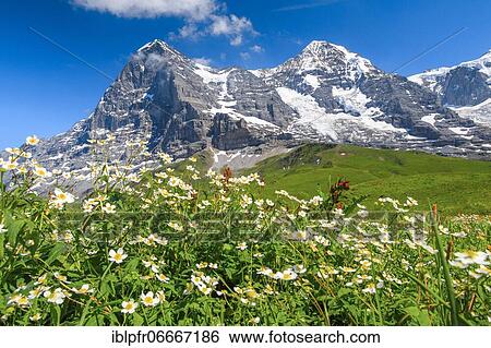 Stock Photograph - Eiger and Mönch with wolfsbane, Bernese Oberland, Switzerland, Europe. Fotosearch