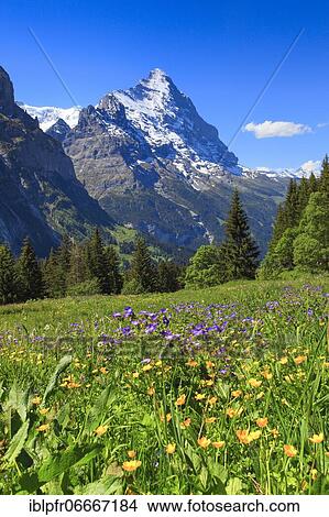 Picture - Eiger, Grindelwald, Switzerland, Europe. Fotosearch