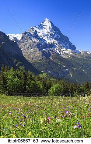Stock Image - Eiger, Grindelwald, Switzerland, Europe. Fotosearch
