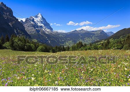 Stock Photography - Eiger, Grindelwald, Switzerland, Europe. Fotosearch