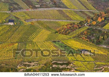 Ellerer Höll vineyard location, Ediger-Eller, Terrassenmosel, Rhineland-Palatine, Germany, Europe View Large Photo Image Stock Image - Ellerer Höll vineyard location, Ediger-Eller, Terrassenmosel, Rhineland-Palatine, Germany, Europe. Fotosearch