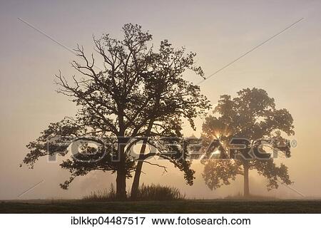 English oak (Quercus robur) in a meadow, sunrise with morning fog, Middle Elbe Biosphere Reserve, Saxony-Anhalt, Germany, Europe View Large Photo Image Stock Photo - English oak (Quercus robur) in a meadow, sunrise with morning fog, Middle Elbe Biosphere Reserve, Saxony-Anhalt, Germany, Europe. Fotosearch