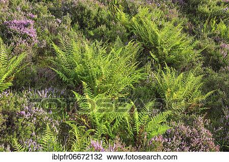 Stock Image - Erika and Fern, Scotland, Great Britain. Fotosearch