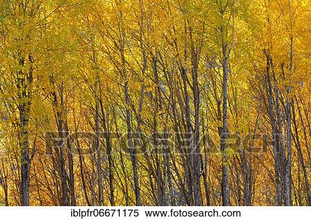 Espenwlad in autumn, Switzerland, Europe View Large Photo Image Stock Photography - Espenwlad in autumn, Switzerland, Europe. Fotosearch