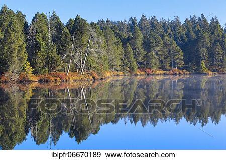 Stock Photo - Etang de la Gruère, mire lake, canton of Jura, Switzerland, Europe. Fotosearch