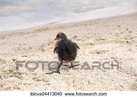 Eurasian coot (Fulica atra), chick running in sand, Lake Schwerin, Mecklenburg-Western Pomerania, Germany, Europe View Large Photo Image Stock Image - Eurasian coot (Fulica atra), chick running in sand, Lake Schwerin, Mecklenburg-Western Pomerania, Germany, Europe. Fotosearch