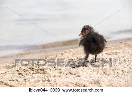 Eurasian coot (Fulica atra), chick running in sand, Lake Schwerin, Mecklenburg-Western Pomerania, Germany, Europe View Large Photo Image Stock Photo - Eurasian coot (Fulica atra), chick running in sand, Lake Schwerin, Mecklenburg-Western Pomerania, Germany, Europe. Fotosearch