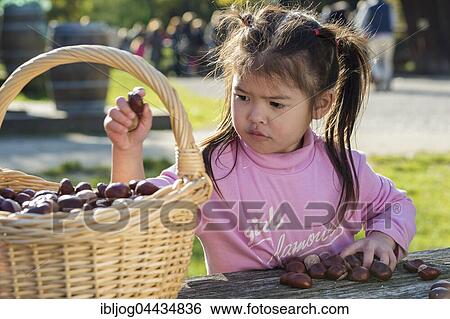 Eurasian girl sitting at wooden table with basket of chestnuts, conkers, Poing, Bavaria, Germany, Europe View Large Photo Image Stock Photograph - Eurasian girl sitting at wooden table with basket of chestnuts, conkers, Poing, Bavaria, Germany, Europe. Fotosearch