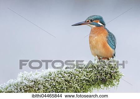Eurasian kingfisher (Alcedo atthis) perched on mossy branch, Middle Elbe Biosphere Reserve, Saxony-Anhalt, Germany, Europe View Large Photo Image Picture - Eurasian kingfisher (Alcedo atthis) perched on mossy branch, Middle Elbe Biosphere Reserve, Saxony-Anhalt, Germany, Europe. Fotosearch