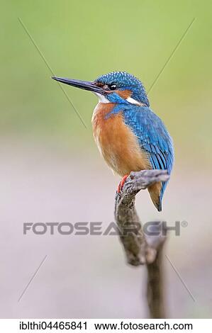 Eurasian kingfisher (Alcedo atthis) perched on branch, Middle Elbe Biosphere Reserve, Saxony-Anhalt, Germany, Europe View Large Photo Image Stock Image - Eurasian kingfisher (Alcedo atthis) perched on branch, Middle Elbe Biosphere Reserve, Saxony-Anhalt, Germany, Europe. Fotosearch