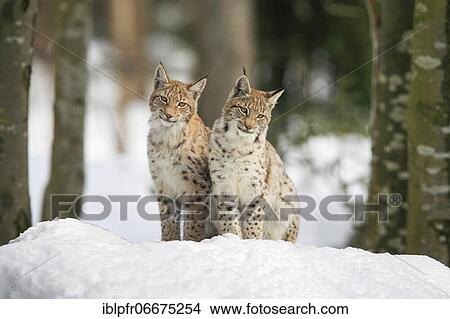 Eurasian lynx (Lynx lynx), in winter, Bavarian Forest National Park, Germany, Europe View Large Photo Image Picture - Eurasian lynx (Lynx lynx), in winter, Bavarian Forest National Park, Germany, Europe. Fotosearch