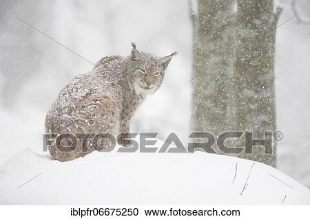 Eurasian lynx (Lynx lynx), in winter, Bavarian Forest National Park, Germany, Europe View Large Photo Image Stock Image - Eurasian lynx (Lynx lynx), in winter, Bavarian Forest National Park, Germany, Europe. Fotosearch