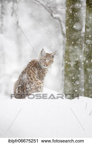 Eurasian lynx (Lynx lynx), in winter, Bavarian Forest National Park, Germany, Europe View Large Photo Image Stock Image - Eurasian lynx (Lynx lynx), in winter, Bavarian Forest National Park, Germany, Europe. Fotosearch
