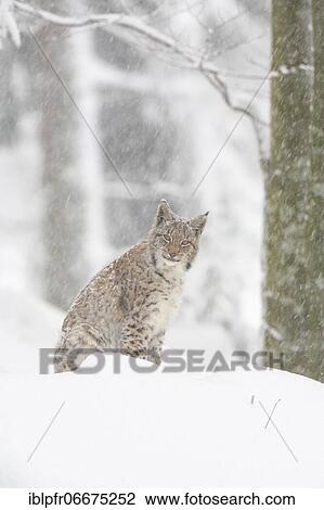 Eurasian lynx (Lynx lynx), in winter, Bavarian Forest National Park, Germany, Europe View Large Photo Image Stock Image - Eurasian lynx (Lynx lynx), in winter, Bavarian Forest National Park, Germany, Europe. Fotosearch