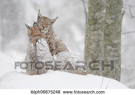 Eurasian lynx (Lynx lynx), in winter, Bavarian Forest National Park, Germany, Europe View Large Photo Image Stock Photo - Eurasian lynx (Lynx lynx), in winter, Bavarian Forest National Park, Germany, Europe. Fotosearch