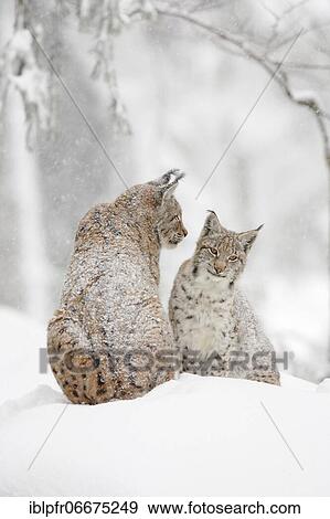 Eurasian lynx (Lynx lynx), in winter, Bavarian Forest National Park, Germany, Europe View Large Photo Image Stock Photo - Eurasian lynx (Lynx lynx), in winter, Bavarian Forest National Park, Germany, Europe. Fotosearch