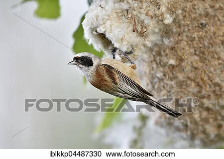 Stock Image - Eurasian penduline tit (Remiz pendulinus) on nest, Kötzschau, Saxony-Anhalt, Germany, Europe. Fotosearch