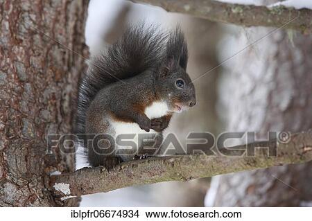 Eurasian red squirrel (Sciurus vulgaris), Eurasian Red Squirrel, Switzerland, Europe View Large Photo Image Picture - Eurasian red squirrel (Sciurus vulgaris), Eurasian Red Squirrel, Switzerland, Europe. Fotosearch